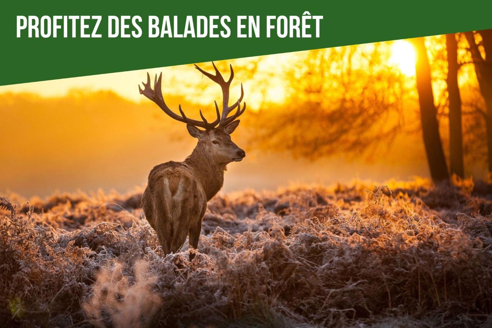 Lesaumurtranquille - Le Poitrineau Eksteriør bilde
